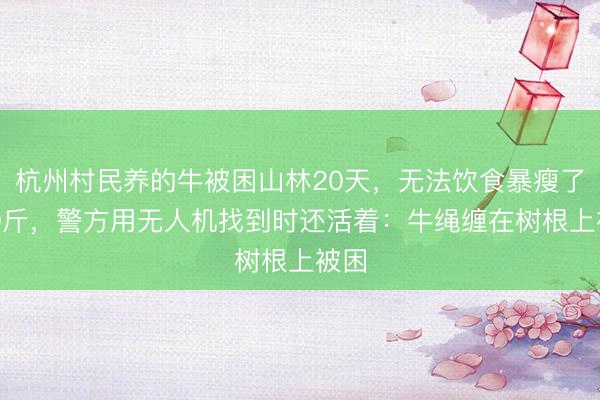 杭州村民养的牛被困山林20天，无法饮食暴瘦了200斤，警方用无人机找到时还活着：牛绳缠在树根上被困