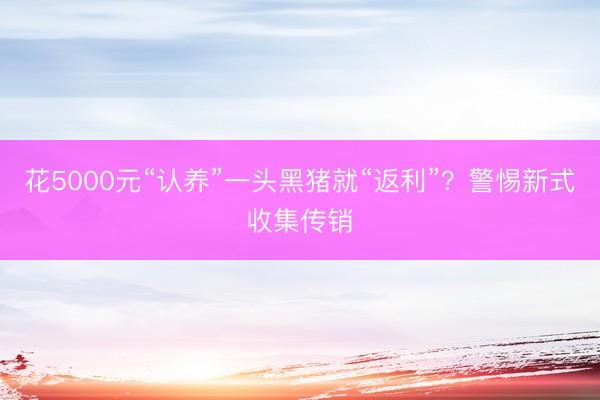 花5000元“认养”一头黑猪就“返利”？警惕新式收集传销